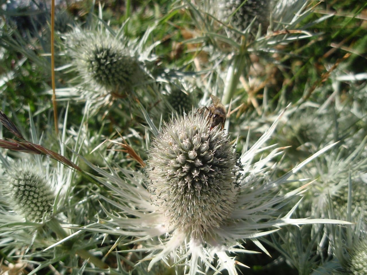 Panicaut blanc 5