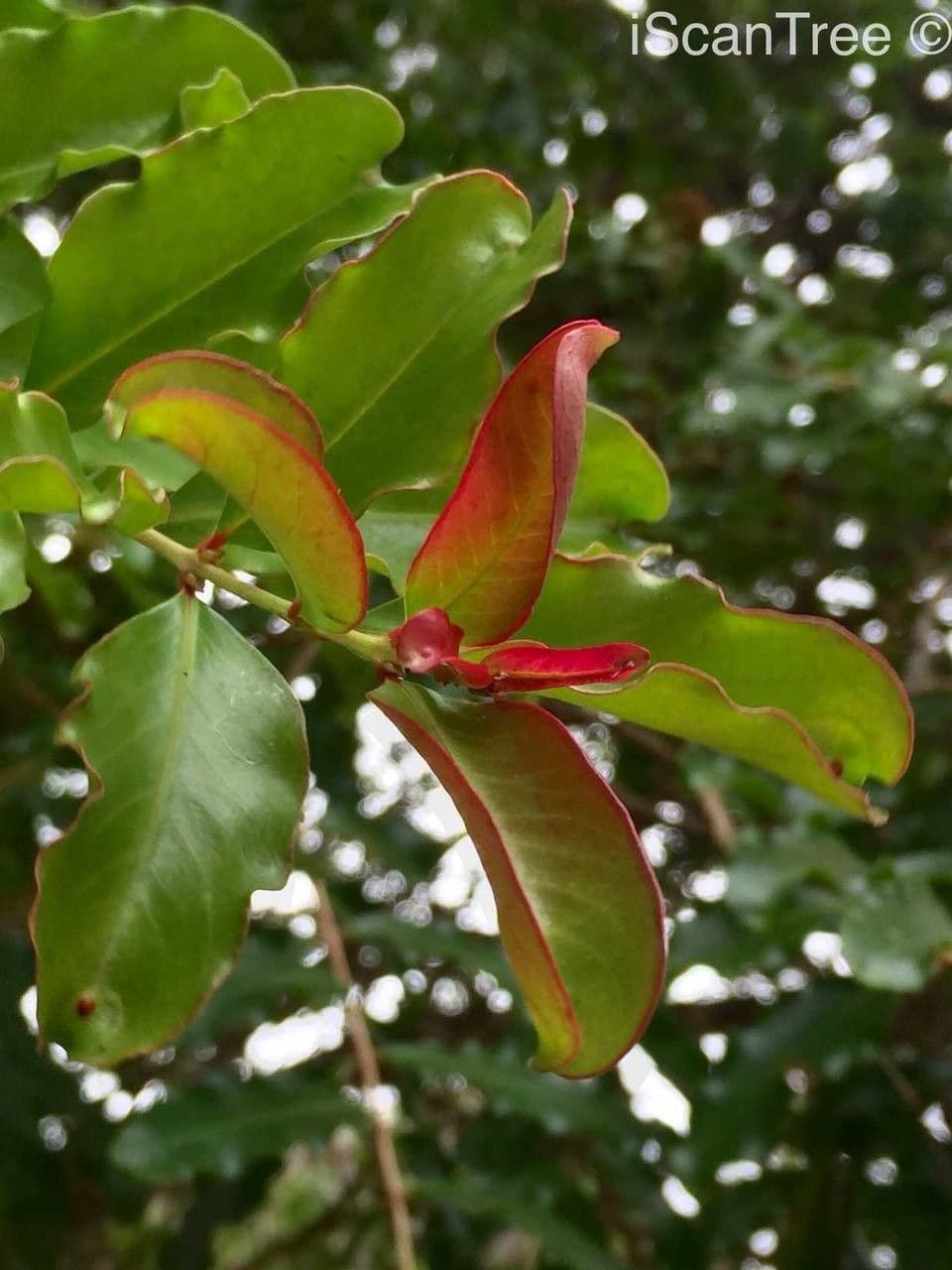 Galpinia 17