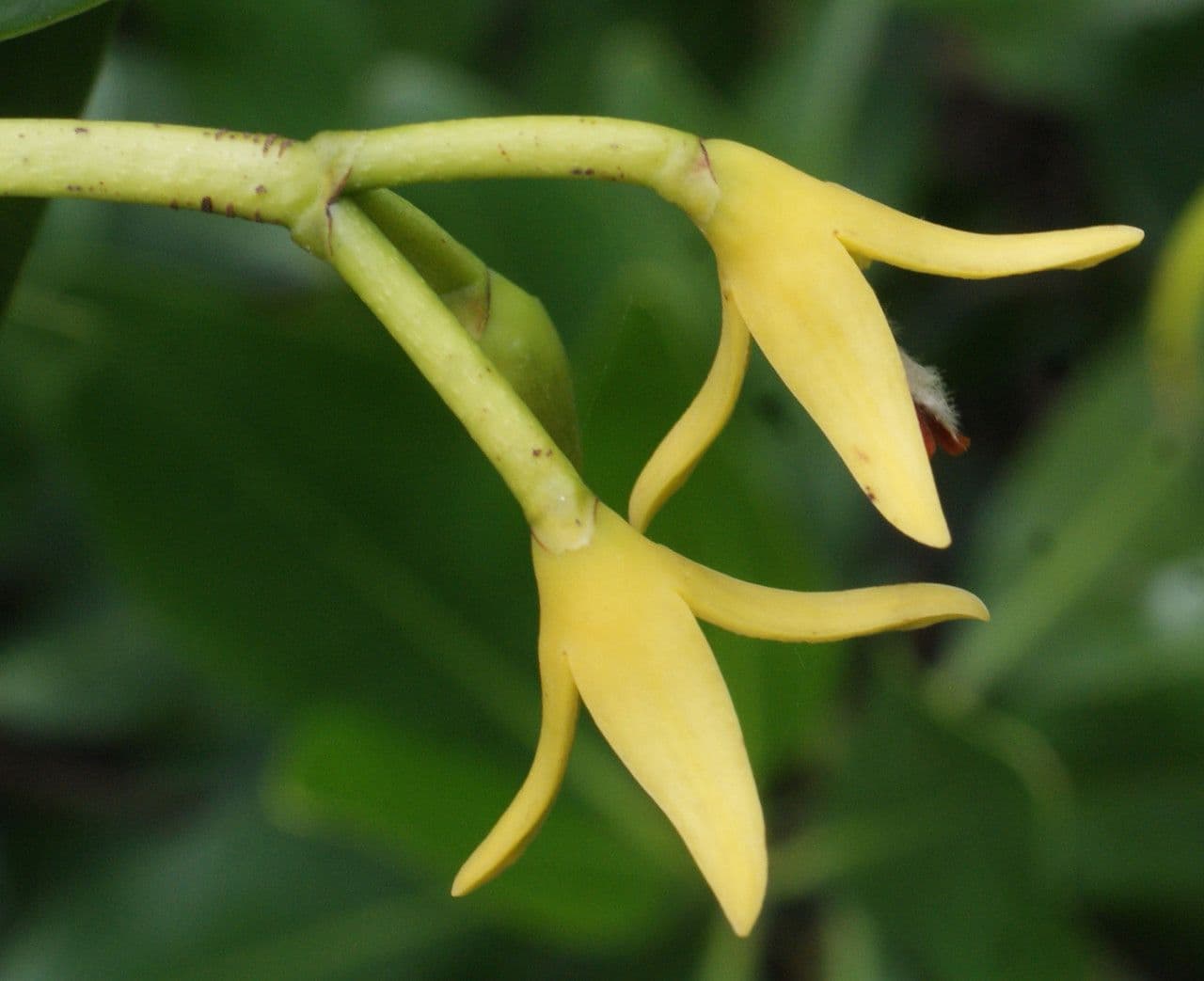 Mangrovia rossa 8