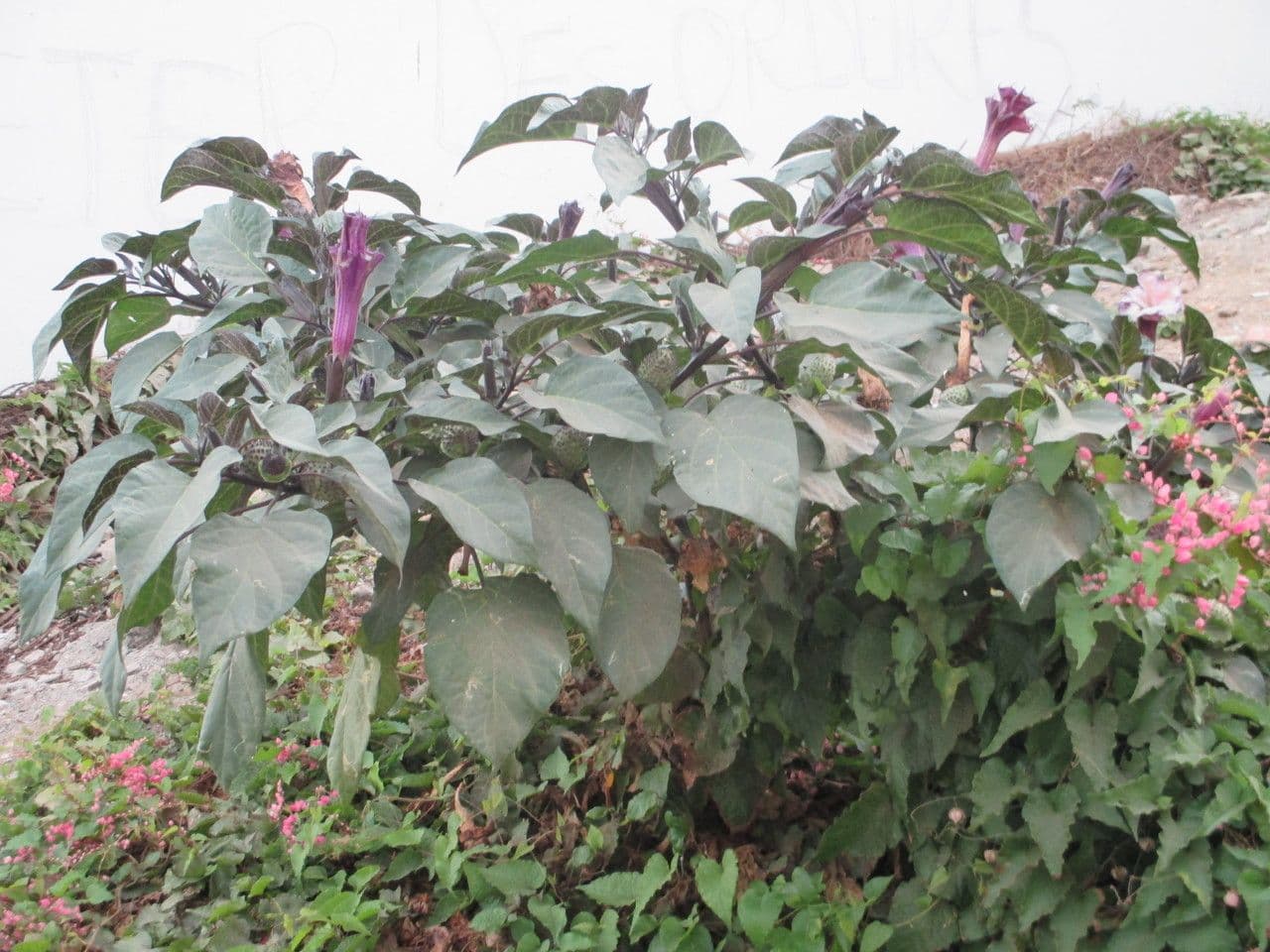 Datura metel 15