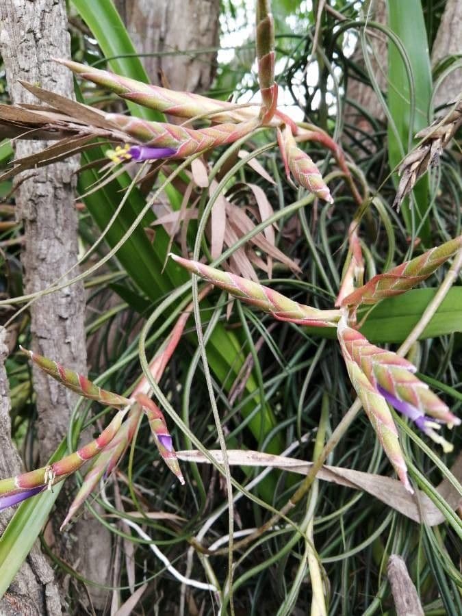 Tillandsia 5