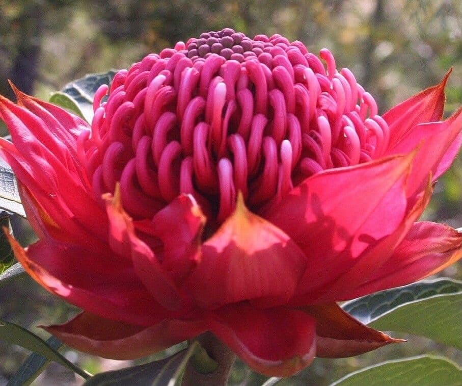 Telopea speciosissima 5