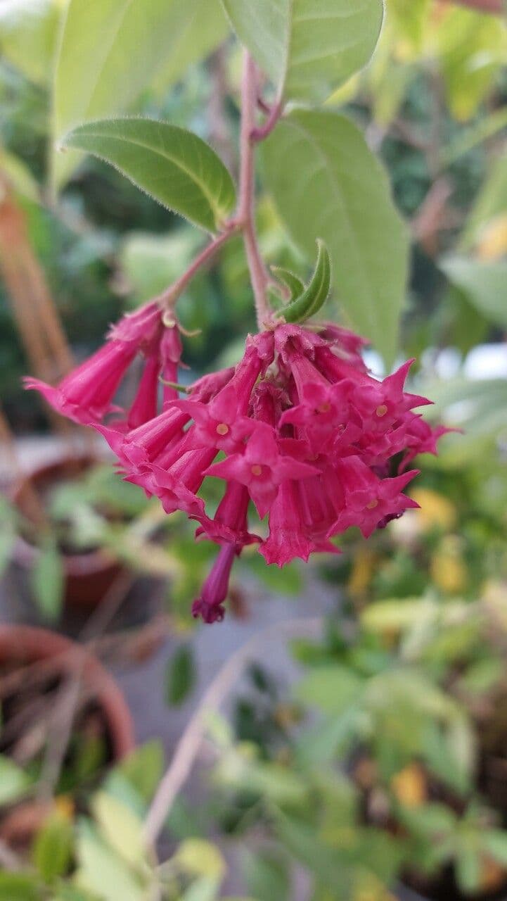 Cestrum elegante 8