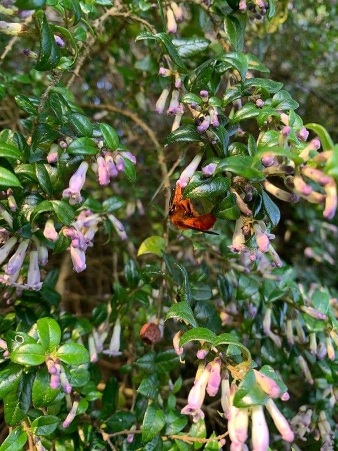 Dorniger Myrte 8