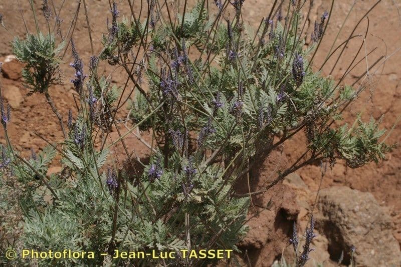 Lavendel 6