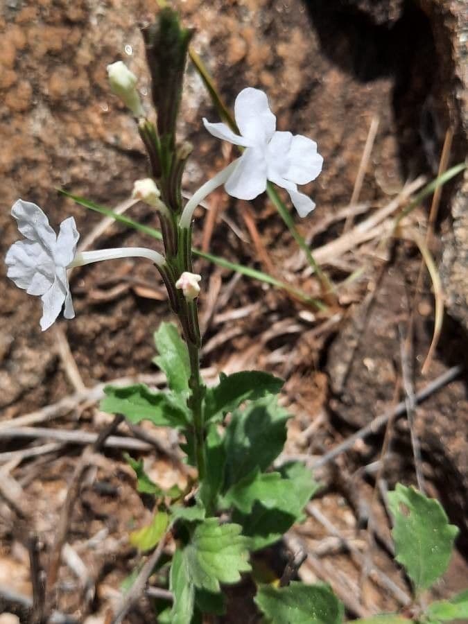 Chasmanthium 4