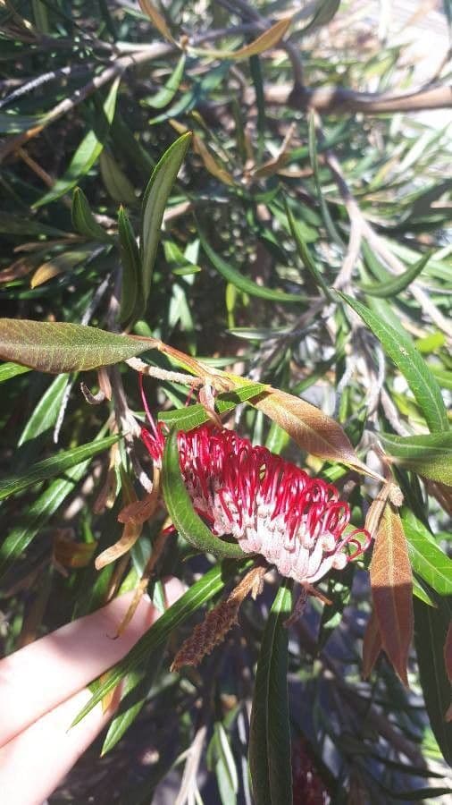 Langblättrige Grevillea 3