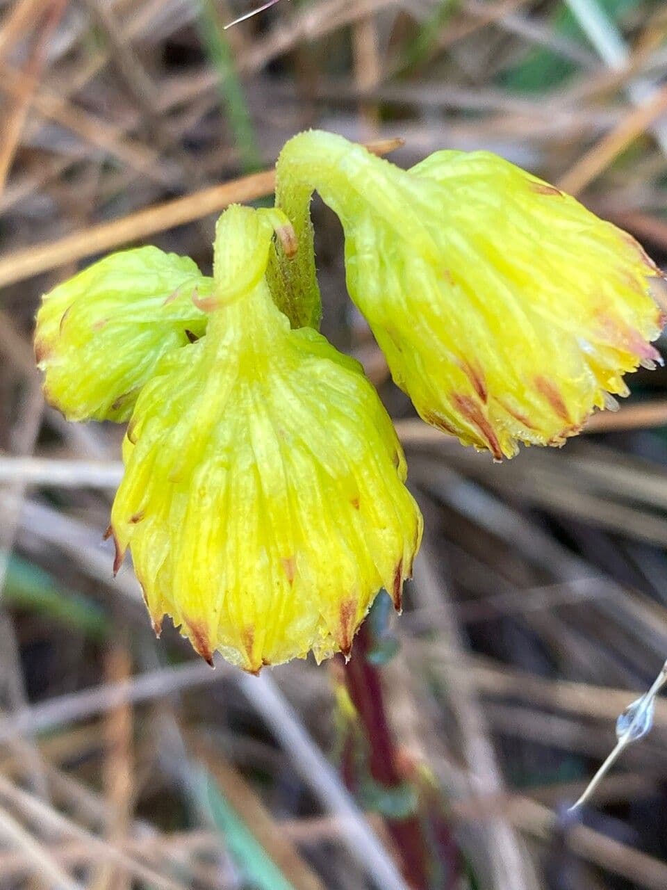 Senecio 4
