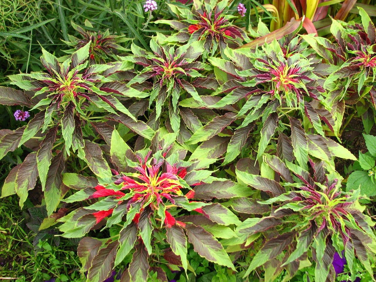 Amaranto tricolore 13