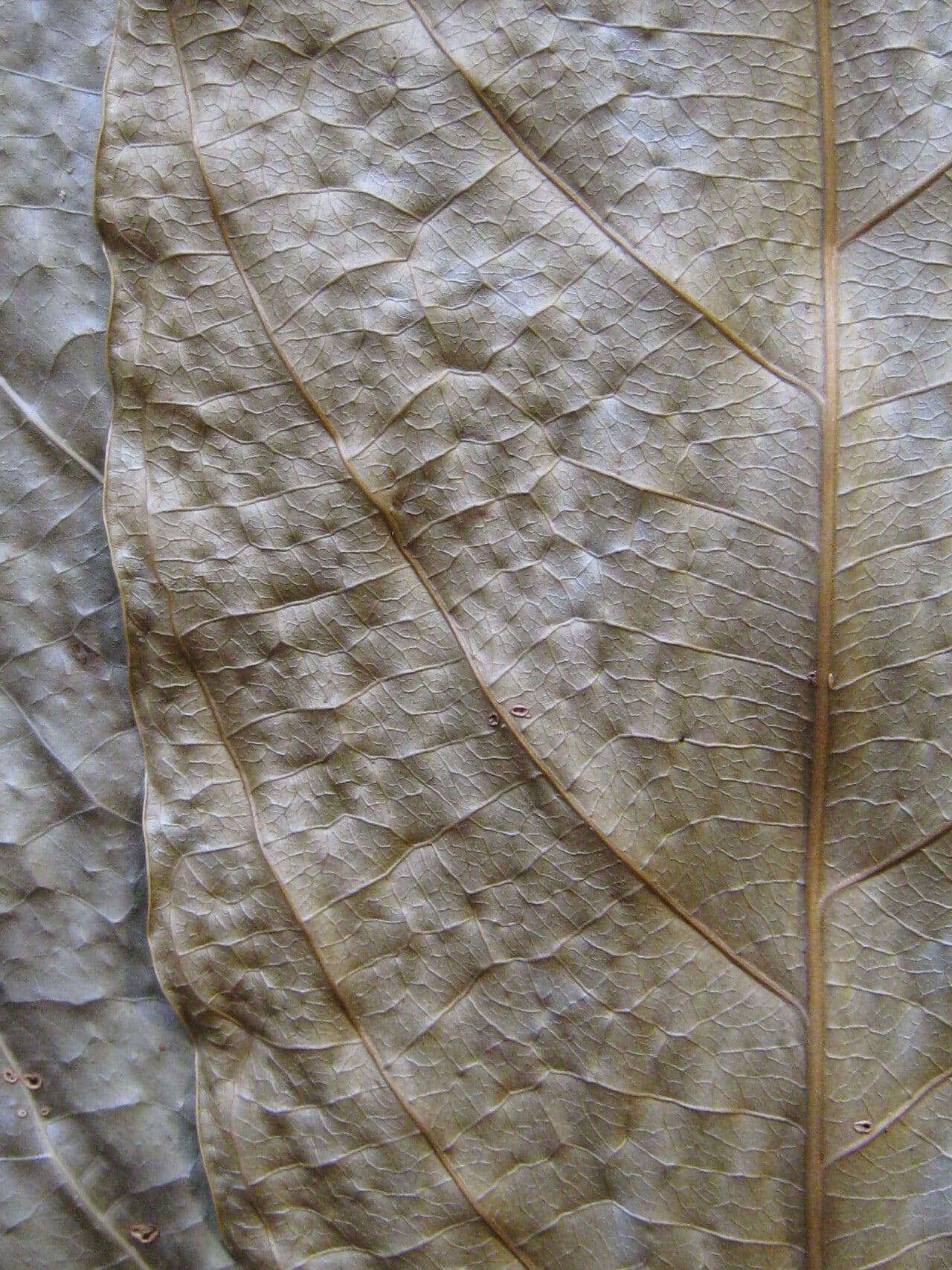 Caryodendron 5