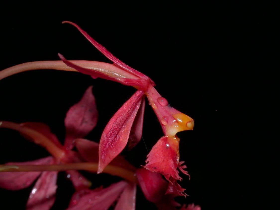 Epidendrum
