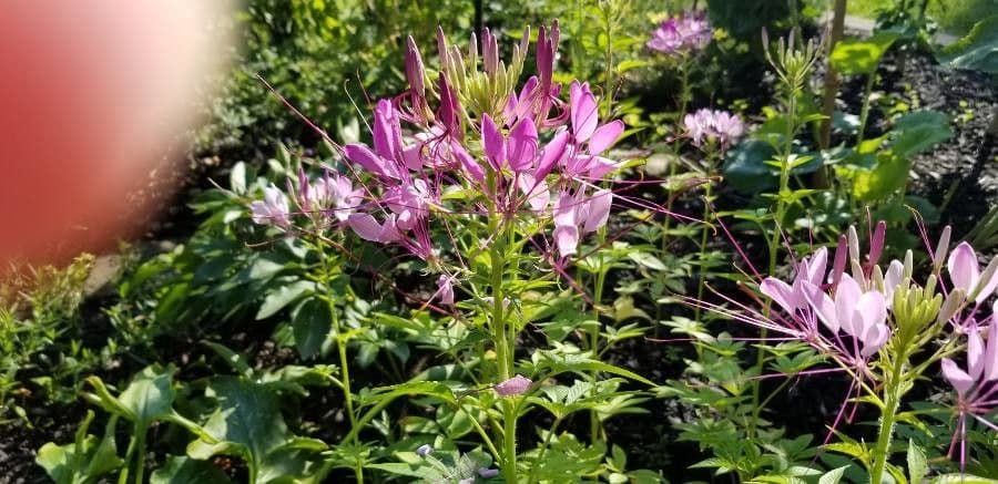 Pavučinkový kvet 6