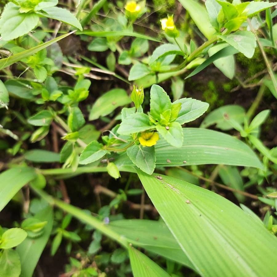 Mecardonia procumbens 17