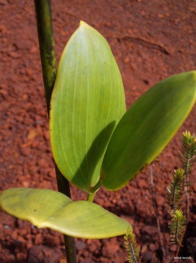 Eriaxis rigida 12