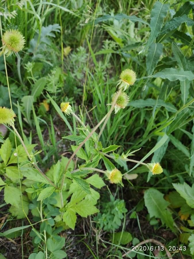 Geum de Alepo 3