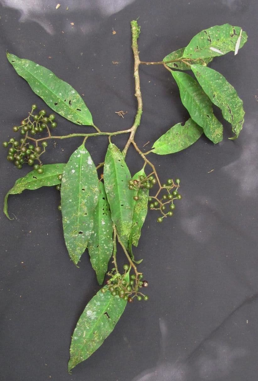 Ardisia 19