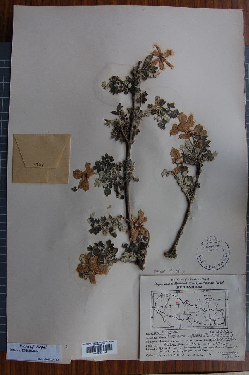 Clematis 12