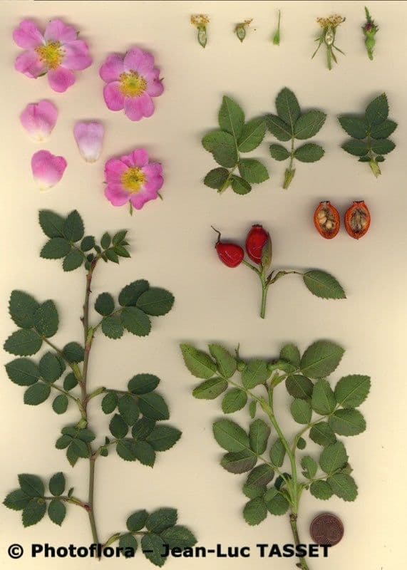 Kleinblütige Rose 28