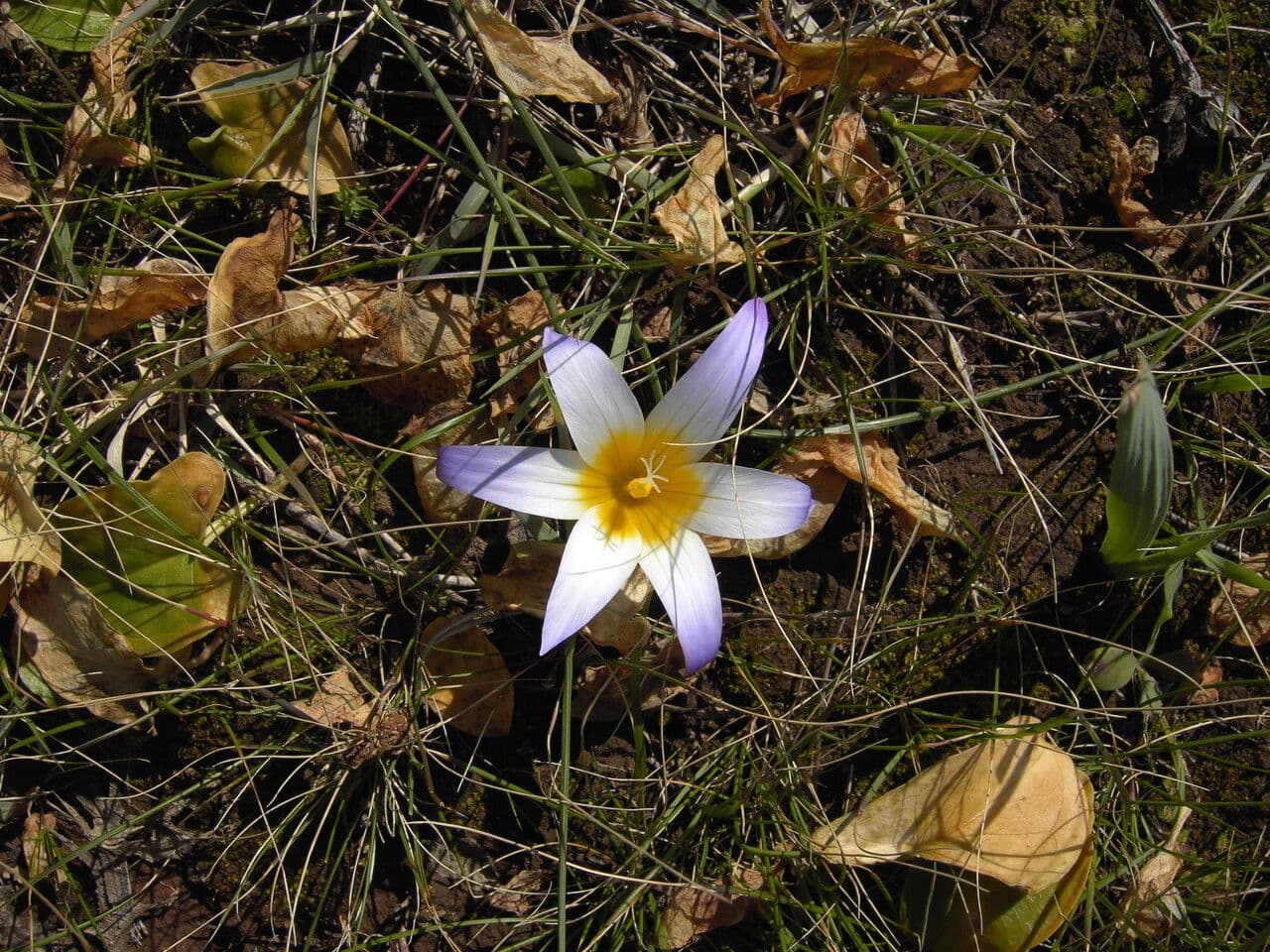 Romulea