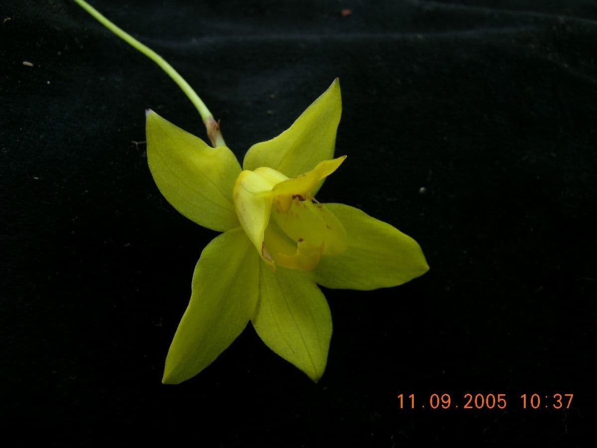 Spathoglottis 2