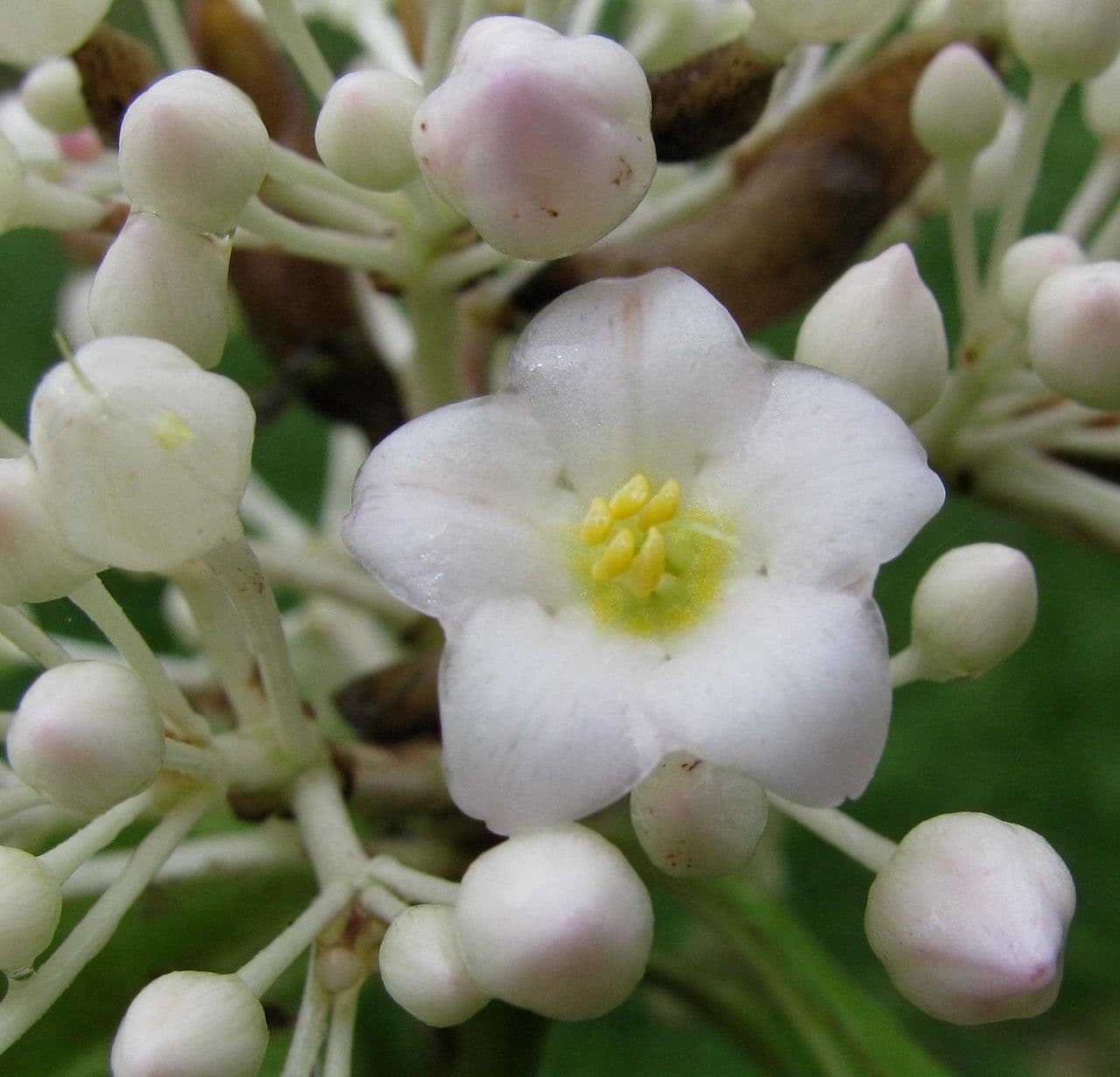 Ardisia 9