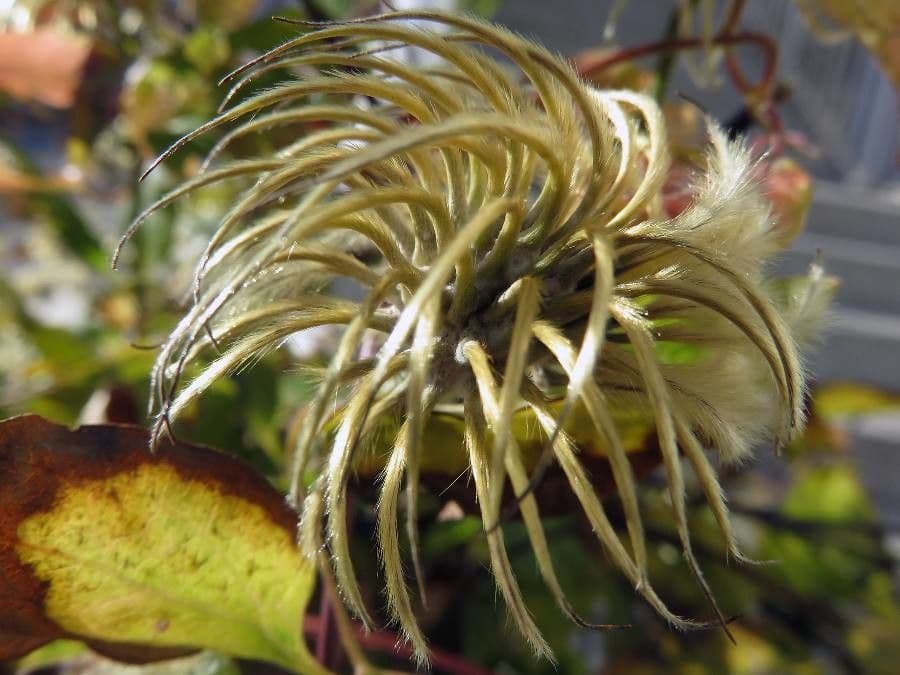 Clematis 5