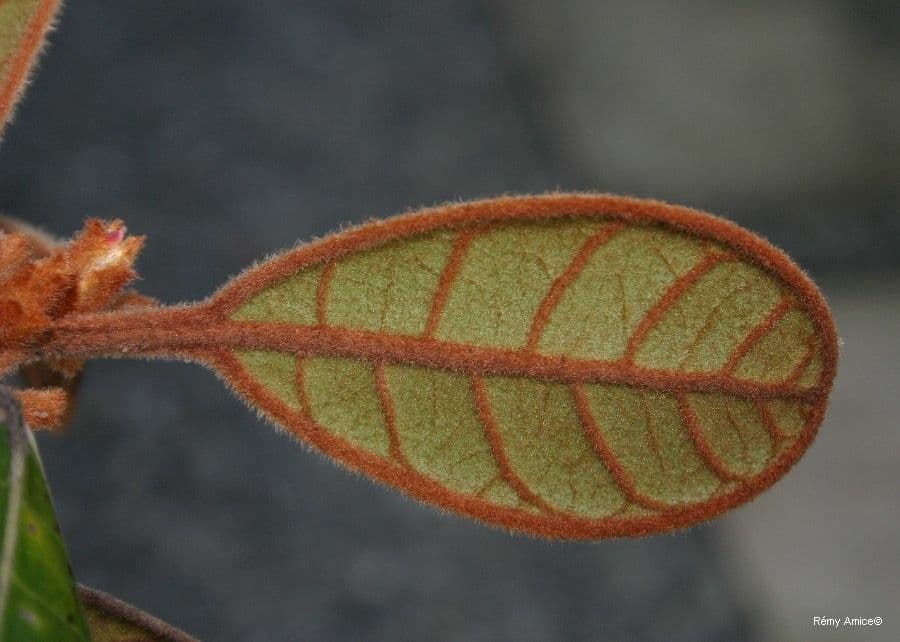 Planchonella 8