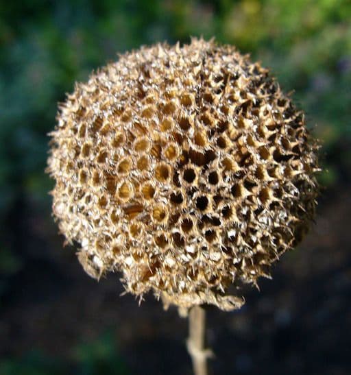 Monarda 4
