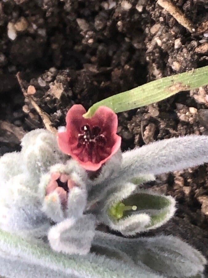 Pardoglossum cheirifolium