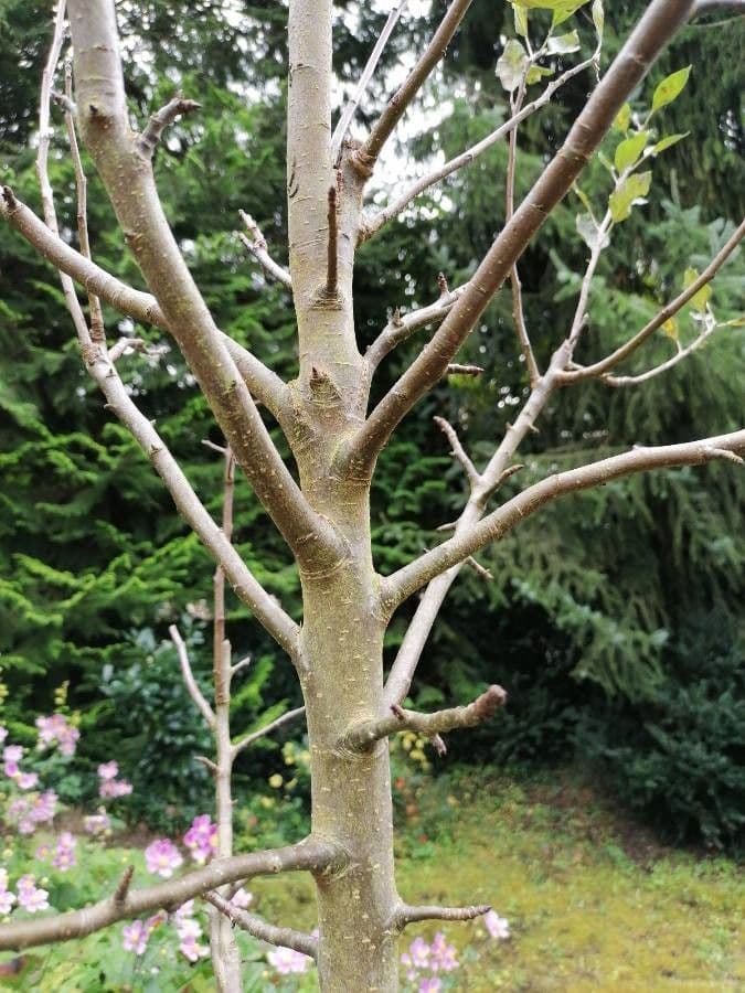Magnolia acuminata 14
