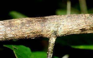 Chiococca alba 21