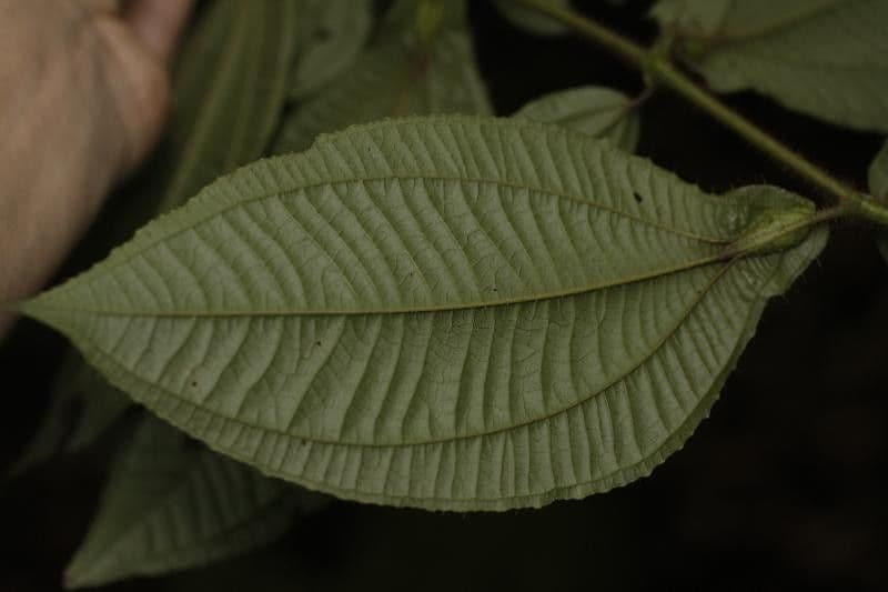 Miconia mayeta 8