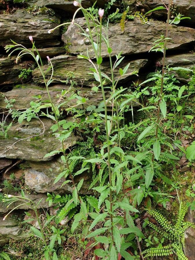 Epilobium lanceolatum 11