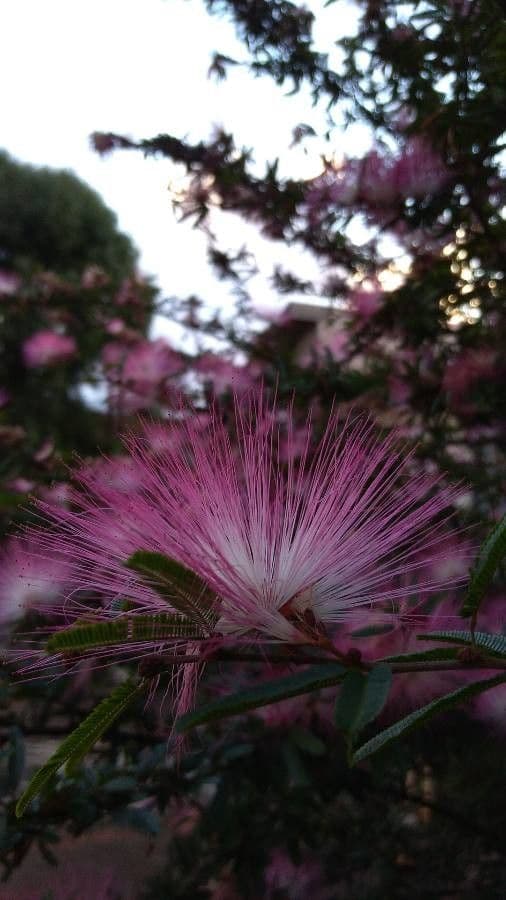 Calliandra del Suriname 6