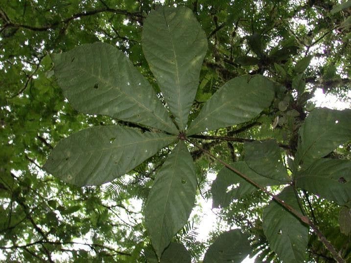 Herrania 21