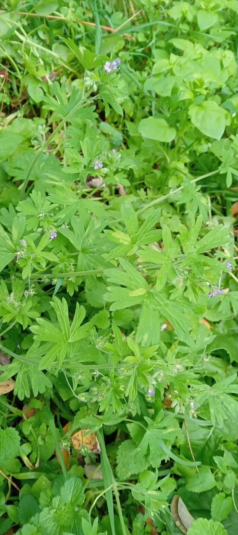 Géranium fluet 12