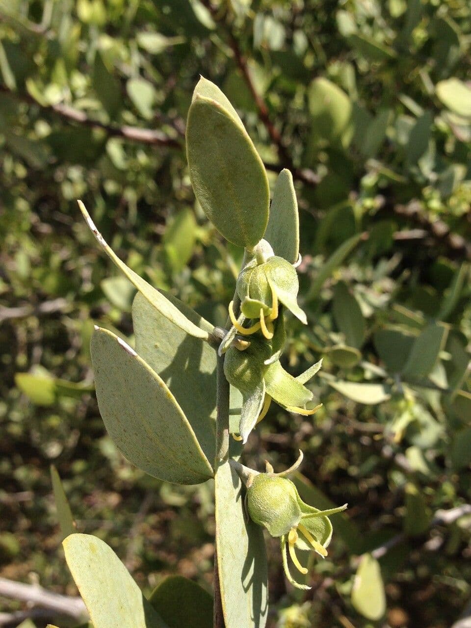 Jojoba 25