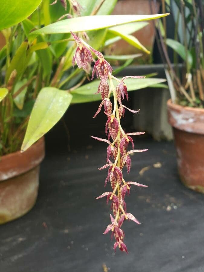 Pleurothallis stopkatá