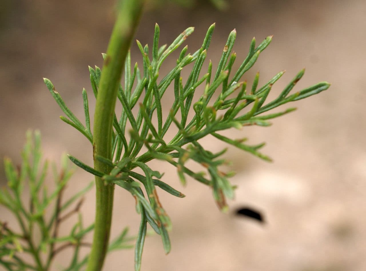 Adonisblättriges Greiskraut 19