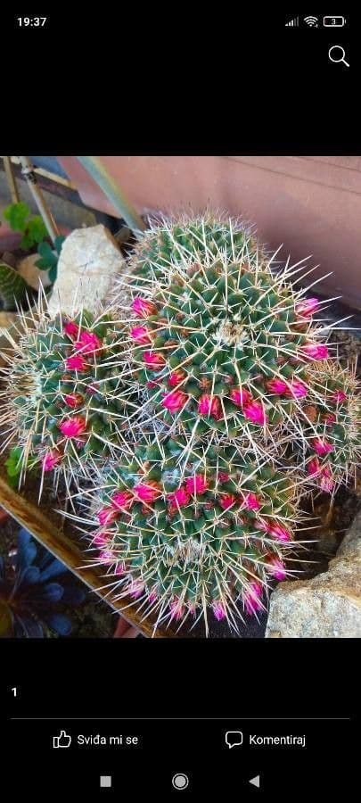 Mammillaria 14