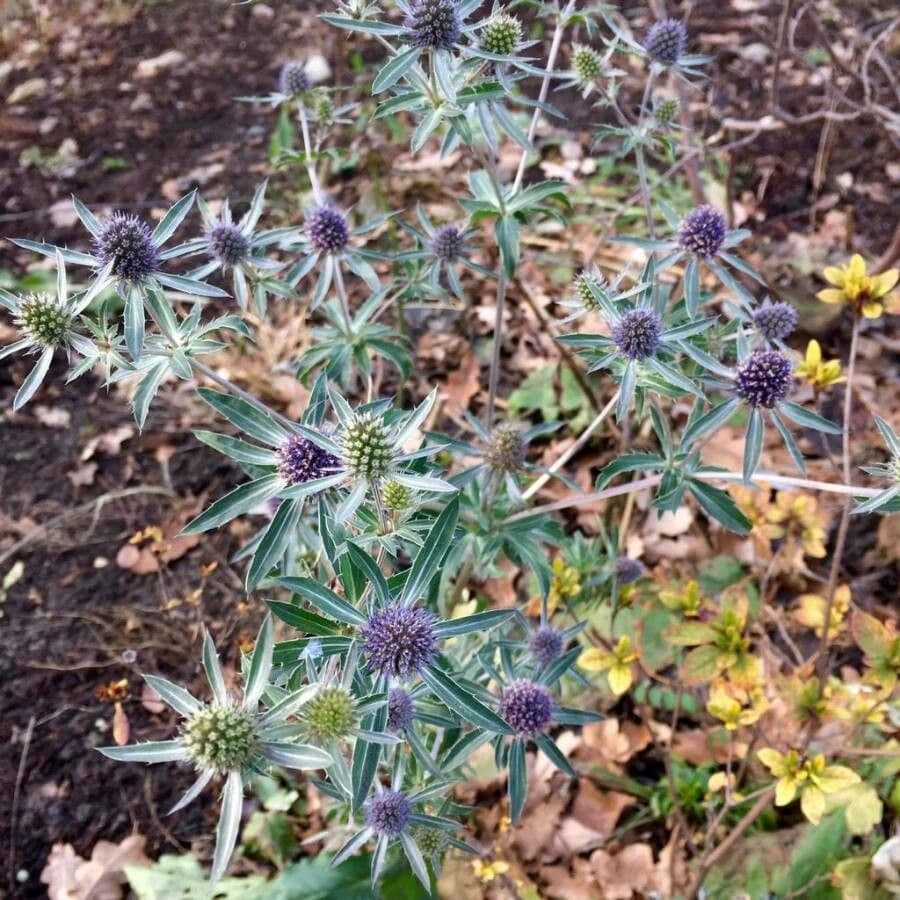 Panicaut champêtre 14