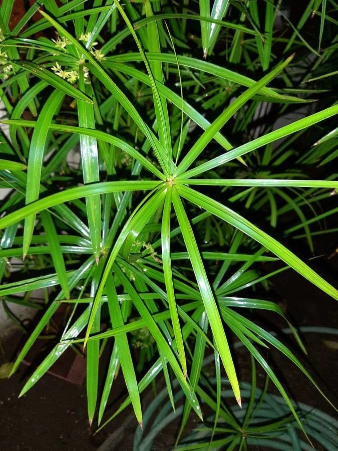 Zigolo involucrato 15