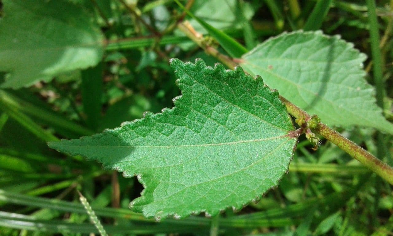 Triumfetta rhomboidea 19