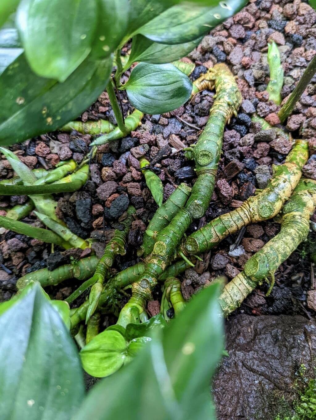 Disporopsis 4