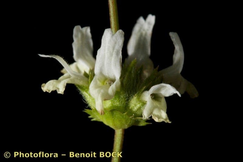 Sideritis 4