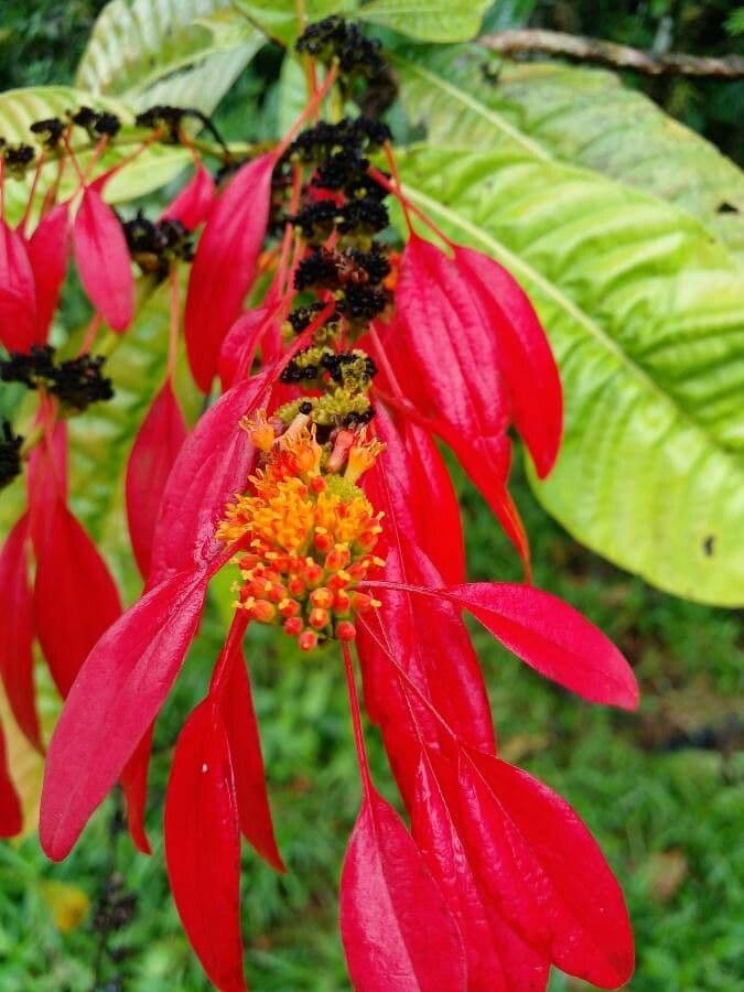 Warszewiczia coccinea 14
