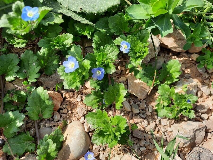 Veronica lucida 12