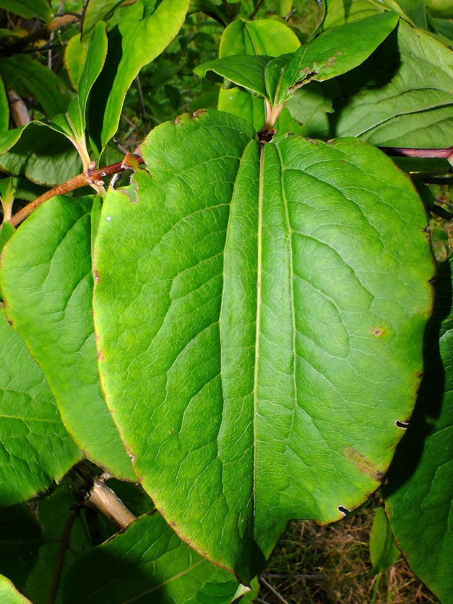 Fiore dei sette figli 19