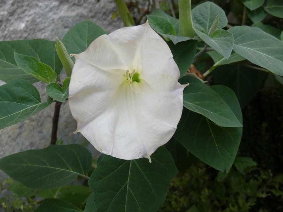 Datura di Wright 7