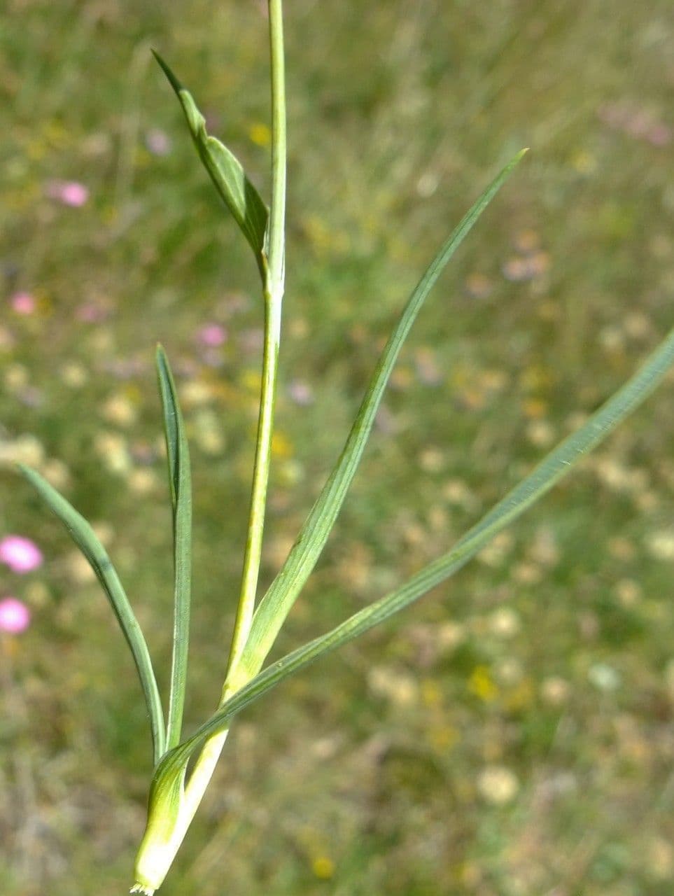 Bupleuro ranuncoloide 20